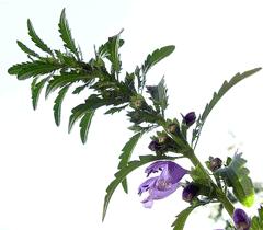 Dracocephalum moldavica